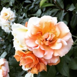 Meet your Posher, Alyssa r